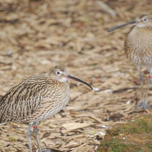 Eurasian curlew