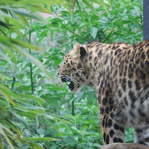 Amur leopard