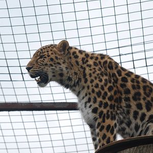 Amur leopard