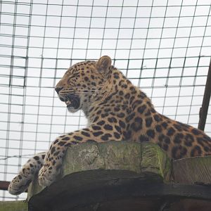 Amur leopard