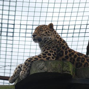 Amur leopard