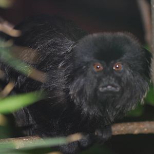 Goeldi's marmoset