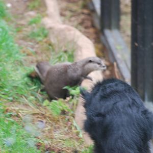 Otter and binturong confrontation