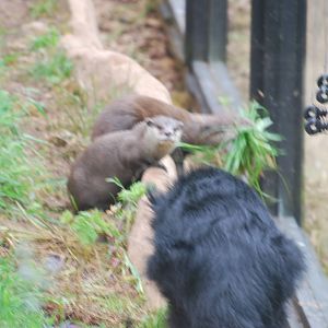 Otter and binturong confrontation