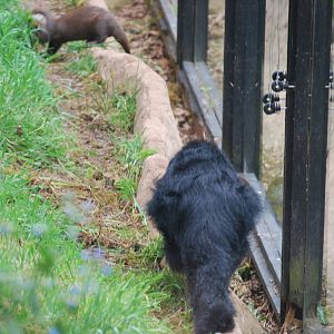 Otter and binturong confrontation