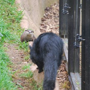 Otter and binturong confrontation