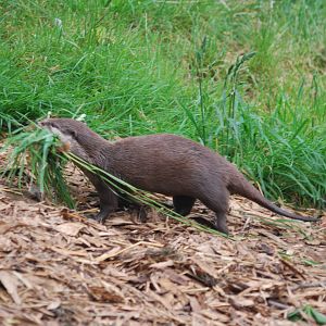 Small-clawed otter