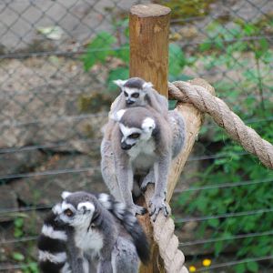 Ring-tailed lemurs