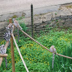 Ring-tailed lemurs