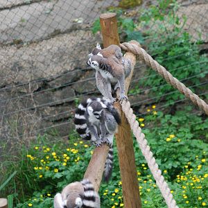 Ring-tailed lemurs