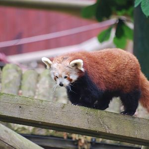 Red panda