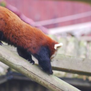 Red panda