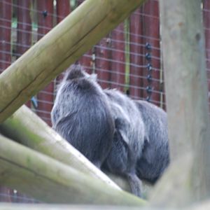 Silvery leaf monkeys