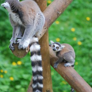 Ring-tailed lemurs