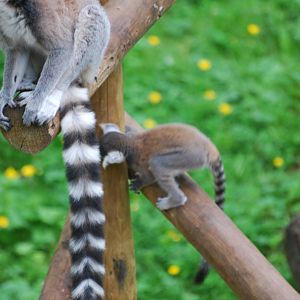Ring-tailed lemurs