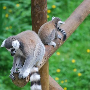 Ring-tailed lemurs