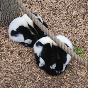 Black-and-white ruffed lemurs