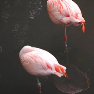 Chilean flamingos