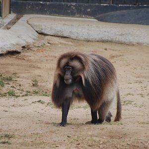 Male gelada