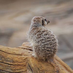 Meerkat