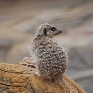 Meerkat