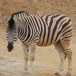 Damara zebra