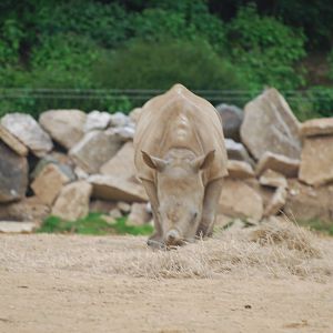 Zamba the white rhinoceros