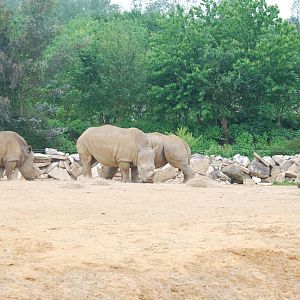 White rhinoceroses