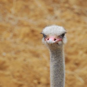 Ostrich