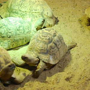Leopard tortoises
