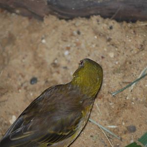 Black-headed weaver bird