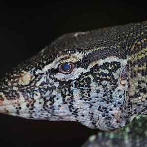 Nile monitor lizard
