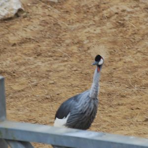 Grey crowned crane