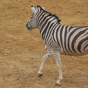 Damara zebra