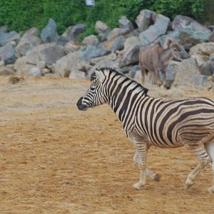 Damara zebra