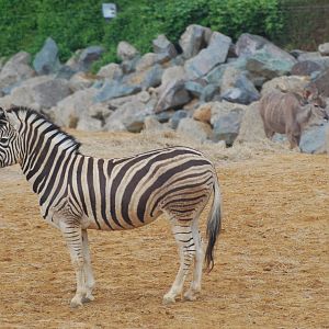 Damara zebra