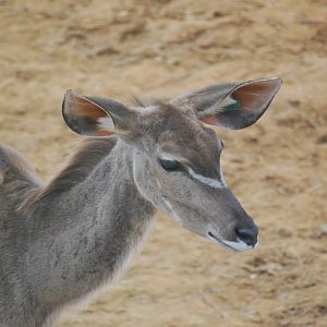 Greater kudu