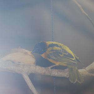 Black-headed weaver bird