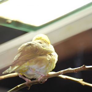 Black-headed weaver bird