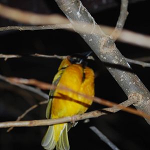 Black-headed weaver bird