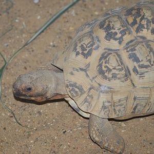 Leopard tortoise