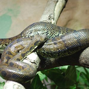 Madagascar tree boa