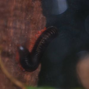 Tanzanian red-legged train millipede