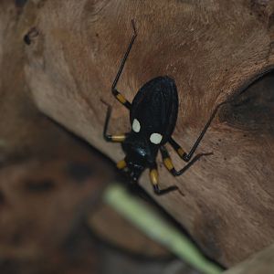 White-spotted assassin bug