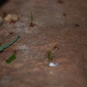 Leaf-cutting ant