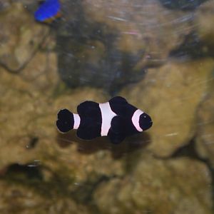 Black clownfish