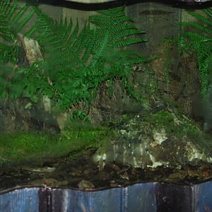 Emperor scorpion terrarium