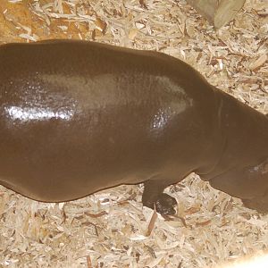 Ayo the pygmy hippopotamus