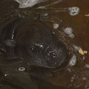 Ayo the pygmy hippopotamus