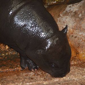 Ayo the pygmy hippopotamus